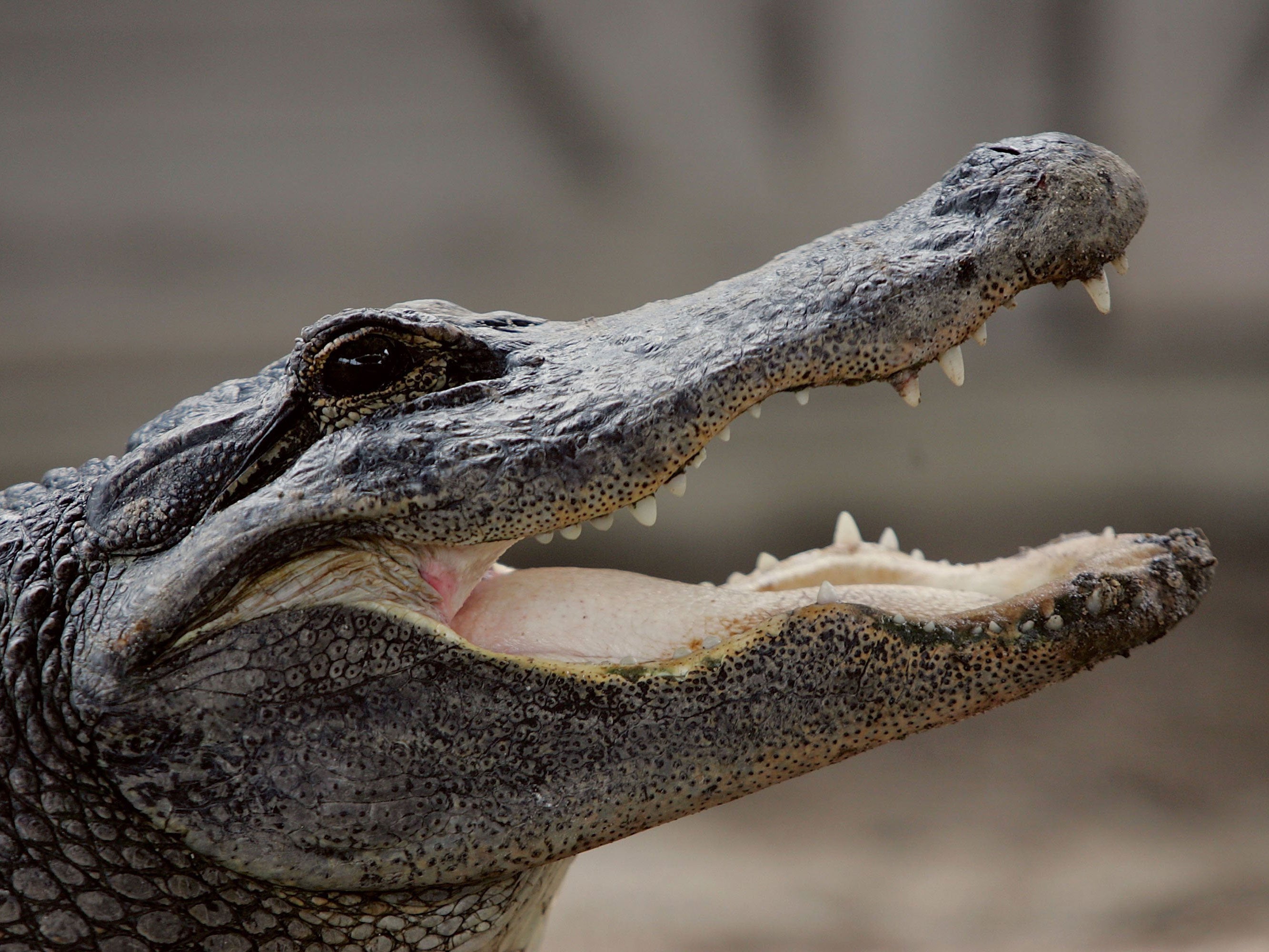 An alligator bears its teeth at a park in the Florida Everglades