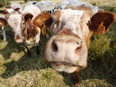 Farmers herd cows through Stafford Asda in milk price protest