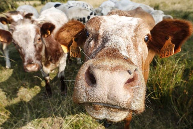 Most dairy farmers graze their cows for part of the year, but  there are currently no guidelines set by the industry specifying  the number of days and nights a cow should be kept outdoors.