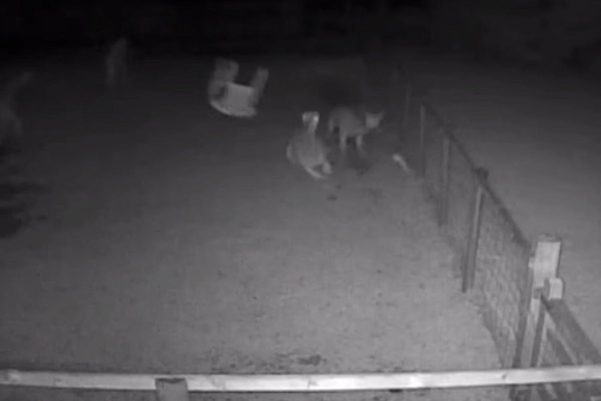 Video shows alpacas being attacked with garden chairs and chased with a ...