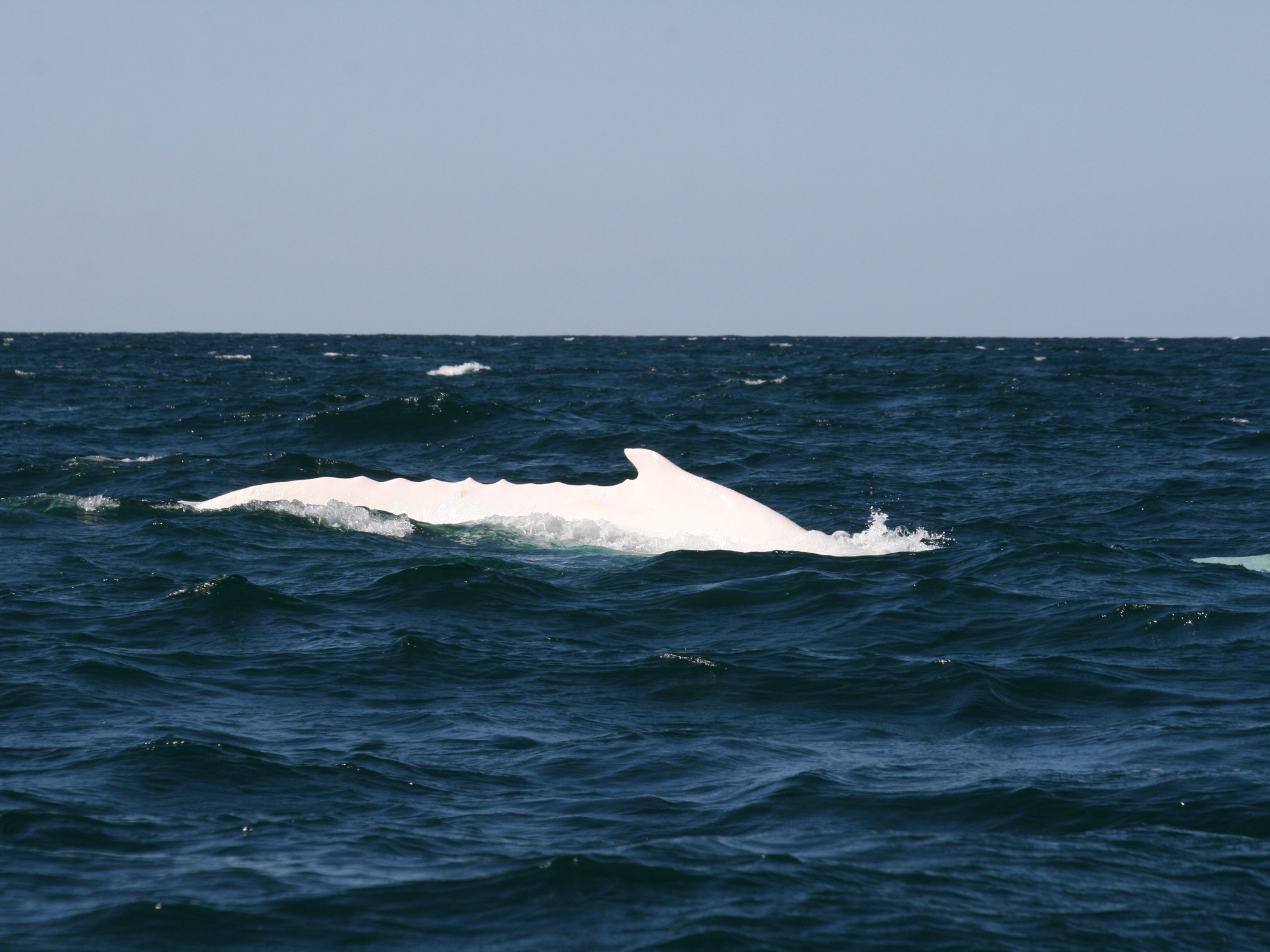 A sighting of the legendary white humpback whale, Migaloo, from 2009