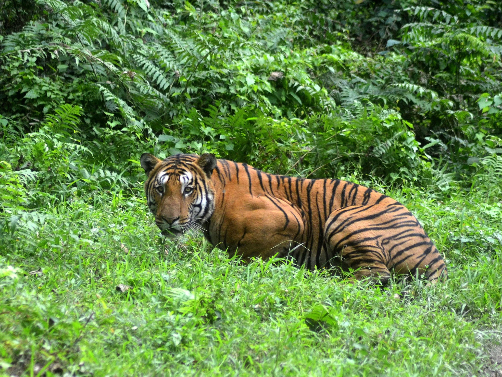 Last month the government’s wildlife conservationist estimated that current tiger populations in the Sundarbans were between 80 and 130