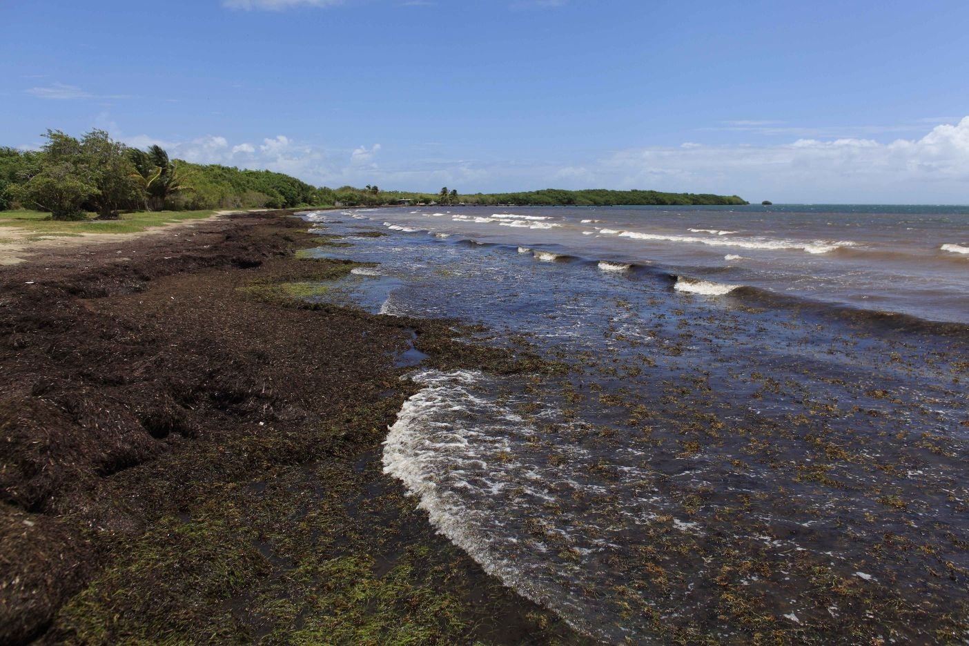 Authorities are trying to solve the seaweed problem before the tourist season begins in December