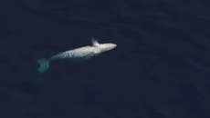 Rare albino humpback whale spotted in Australia