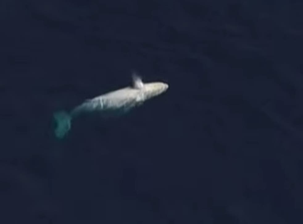 A rare albino humpback whale was spotted off the coast of Queensland, Australia 