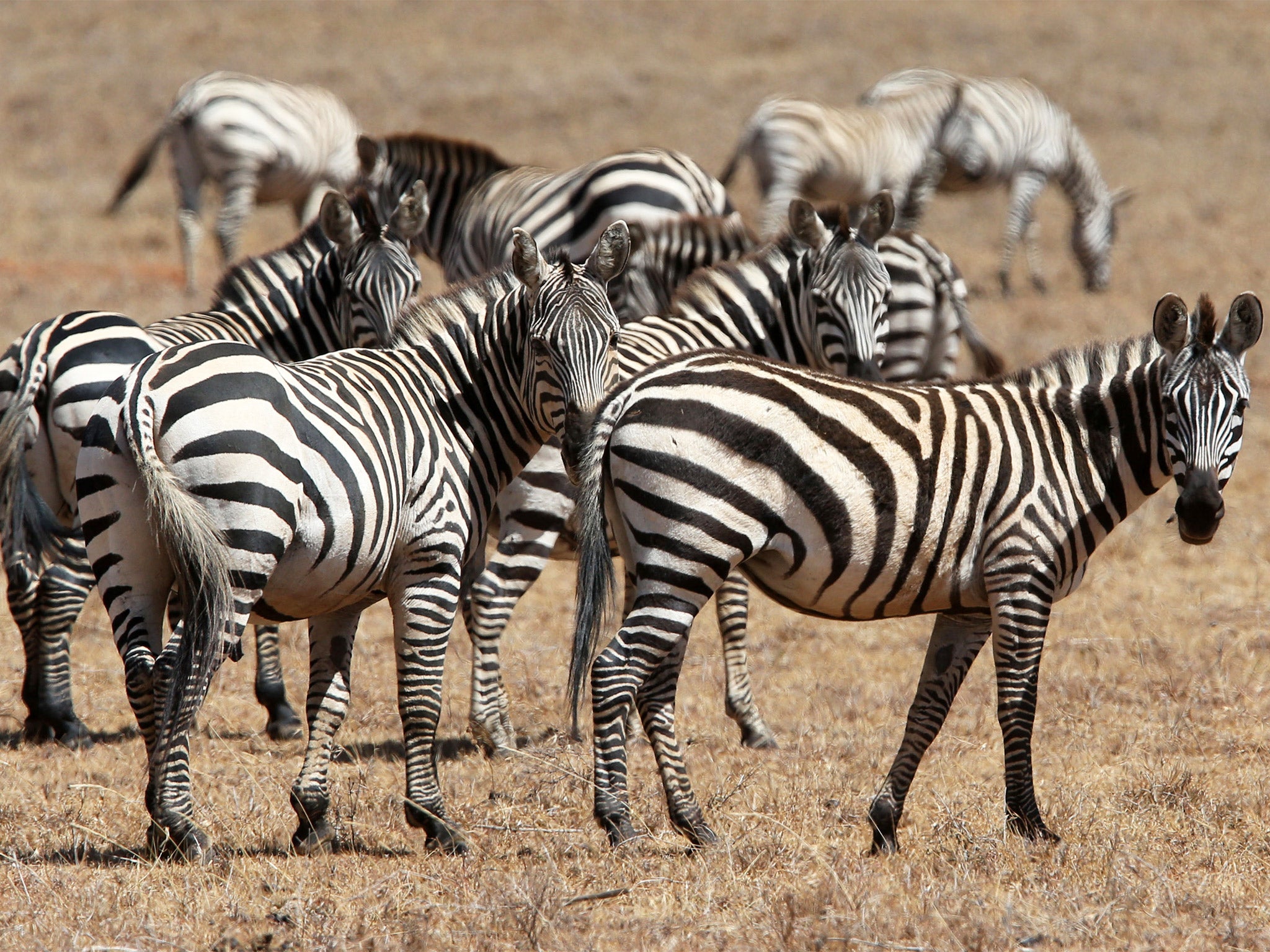 Bright-striped zebras are easier to catch than uniformly coloured prey, the report claims
