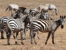 Why do zebras have black and white stripes?