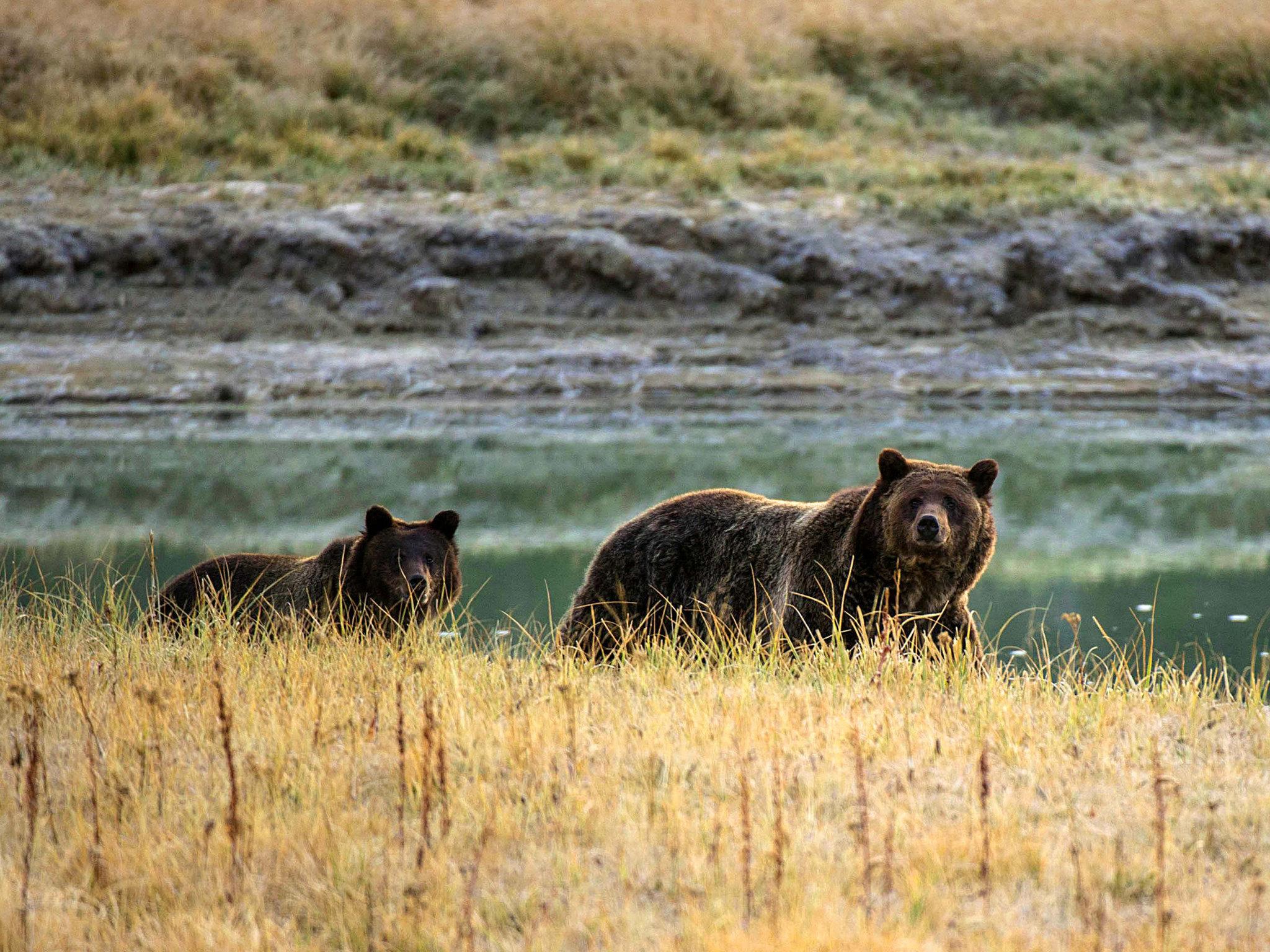 A grizzly mother bear could be killed if DNA proves she killed a hiker in Yellowstone National Park