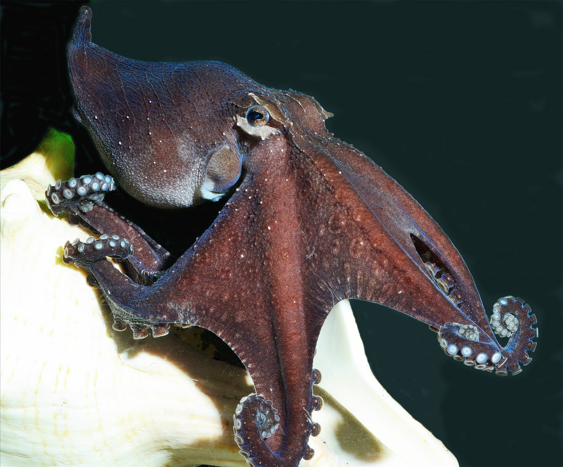 The Pacific striped octopus taps its prey to startle it, rather than pouncing