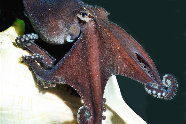 The Pacific striped octopus taps its prey to startle it, rather than pouncing 