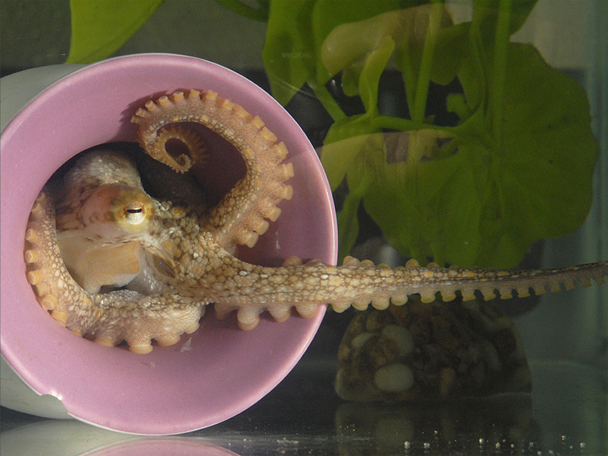A California two-spot octopus (Octopus bimaculoides) extends a sucker-lined arm out of her den