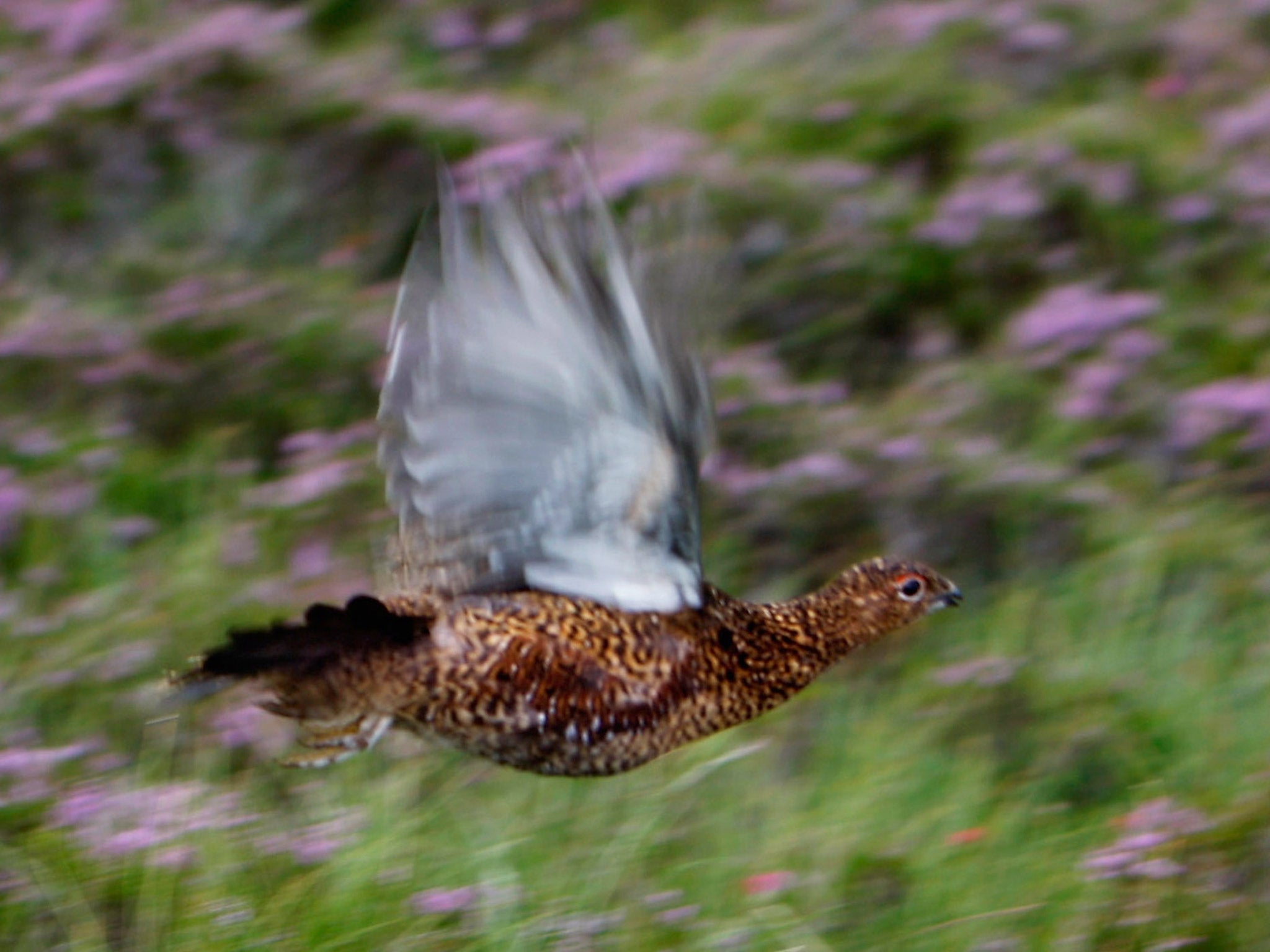 A red grouse rises from the heather on the Railia and Milton Estate on Drumochter moor, near Dalwhinnie in Scotland