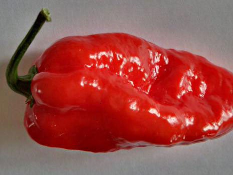 The Komodo Dragon chilli pepper is being sold at 500 Tesco stores across the UK