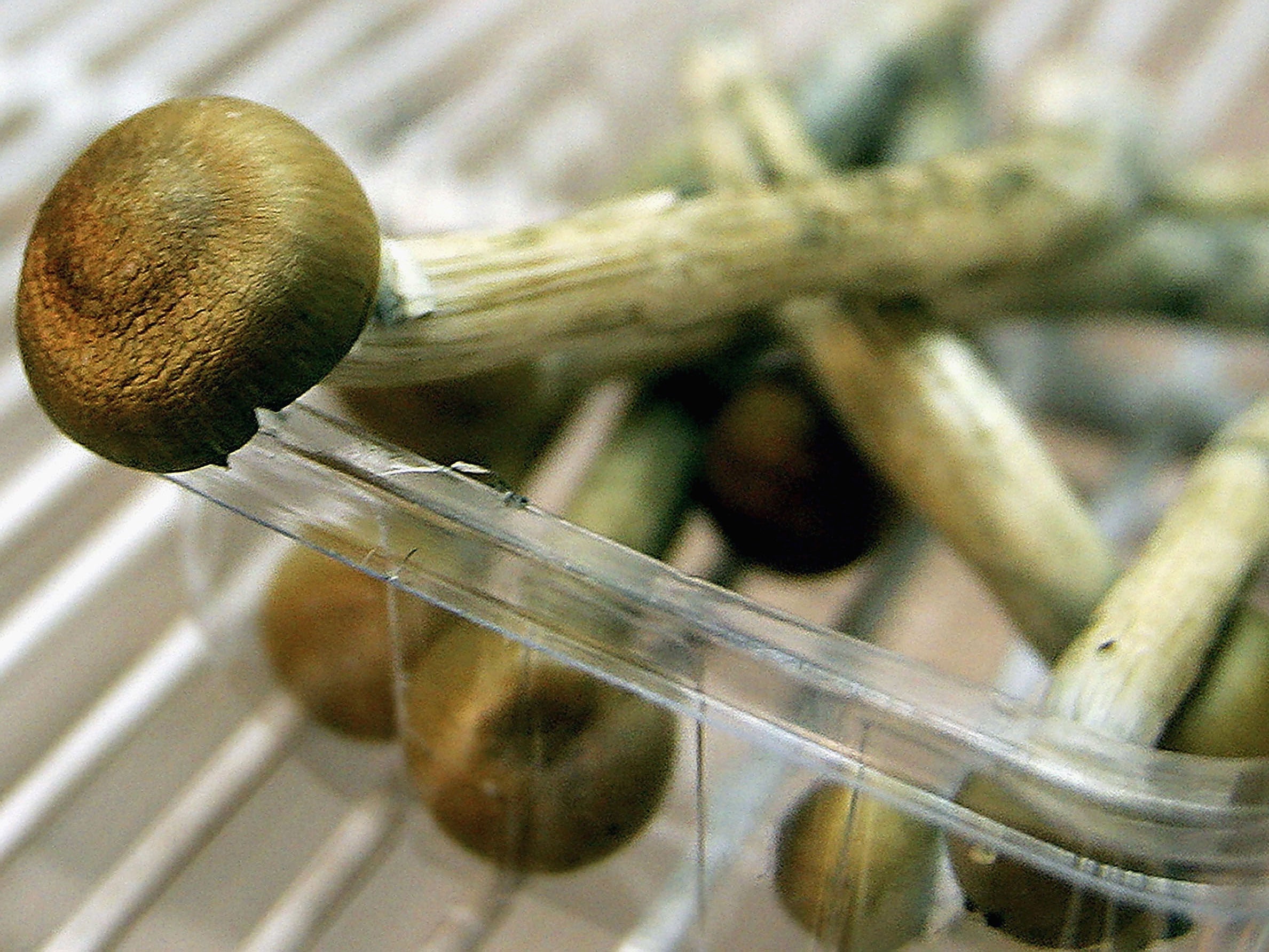Freshly-picked magic mushrooms sit in a fridge
