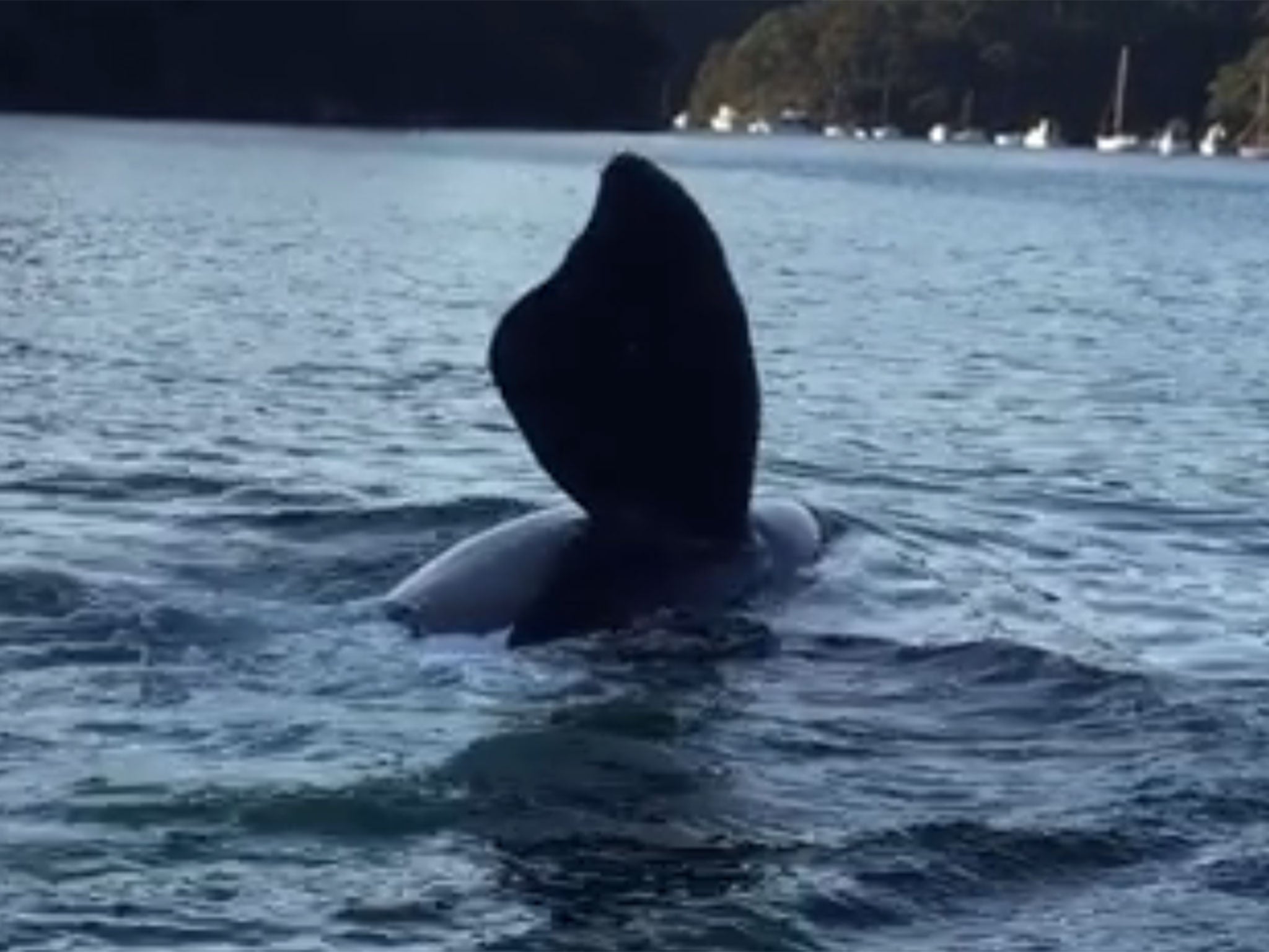 The fishermen said the whale appeared to show its gratitude after the rubbish was removed from its head (Ron Kovacs/Facebook)