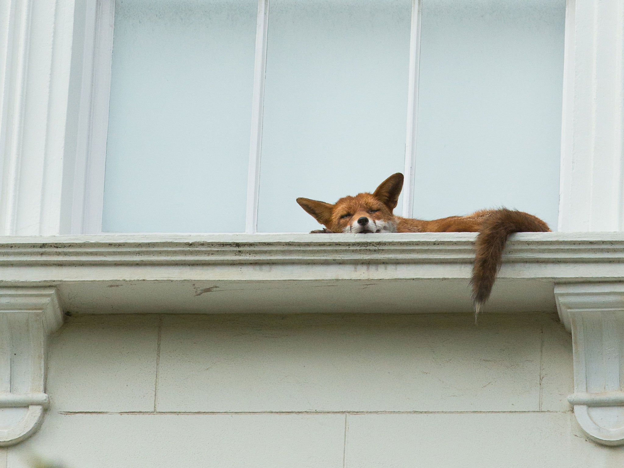 How did it get there? Fox spotted napping on second-floor window sill in Notting Hill ...2048 x 1536