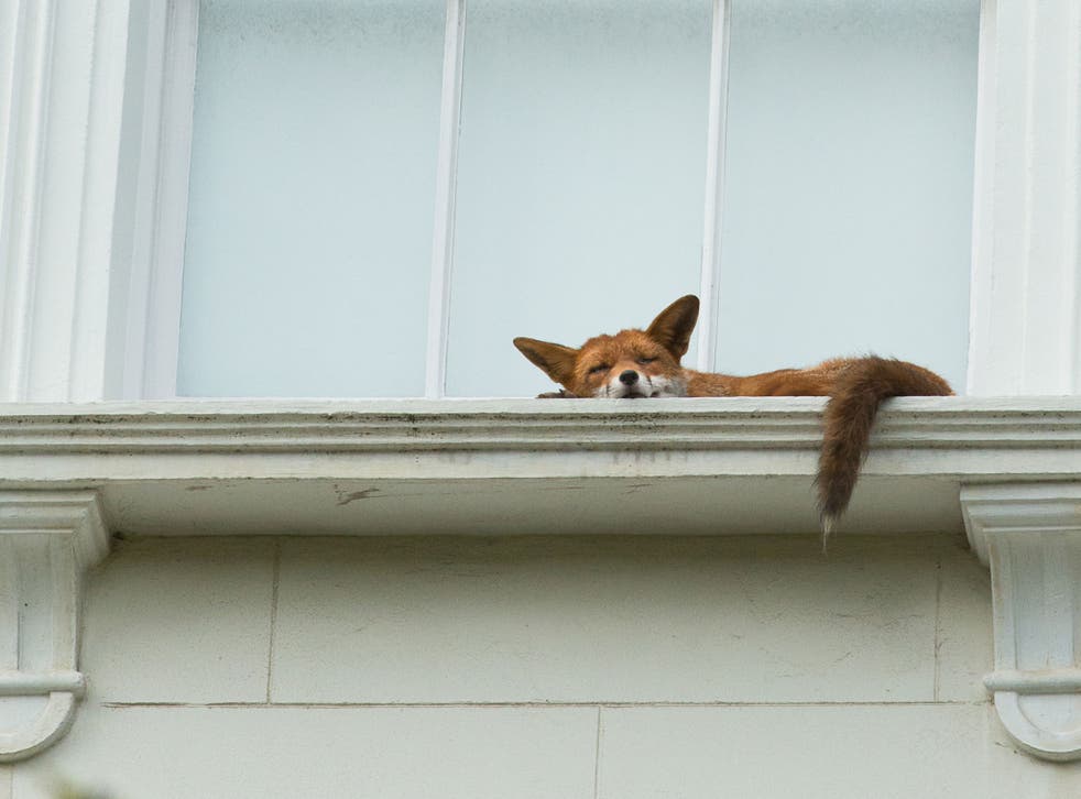 The fox was napping on a second-floor window in Notting Hill