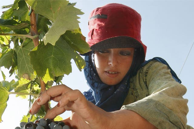 Harvesting grapes in a vineyard in Abul Motamir, north of Cairo