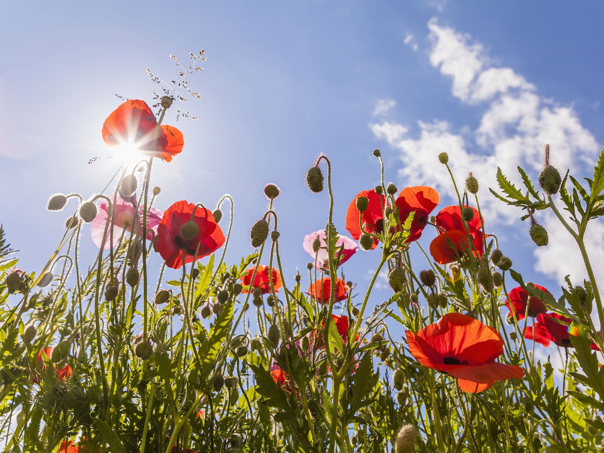 The chemical precursors for making morphine and heroin have been produced by genetically-engineered microbes rather than poppy plants for the first time