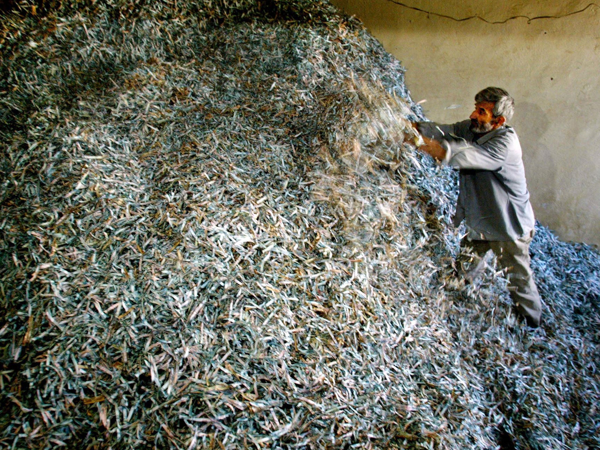 Paper mountain: a bank worker sifts through old Afghan currency shredded in Kabul in 2002 when the country’s monetary system was modernised