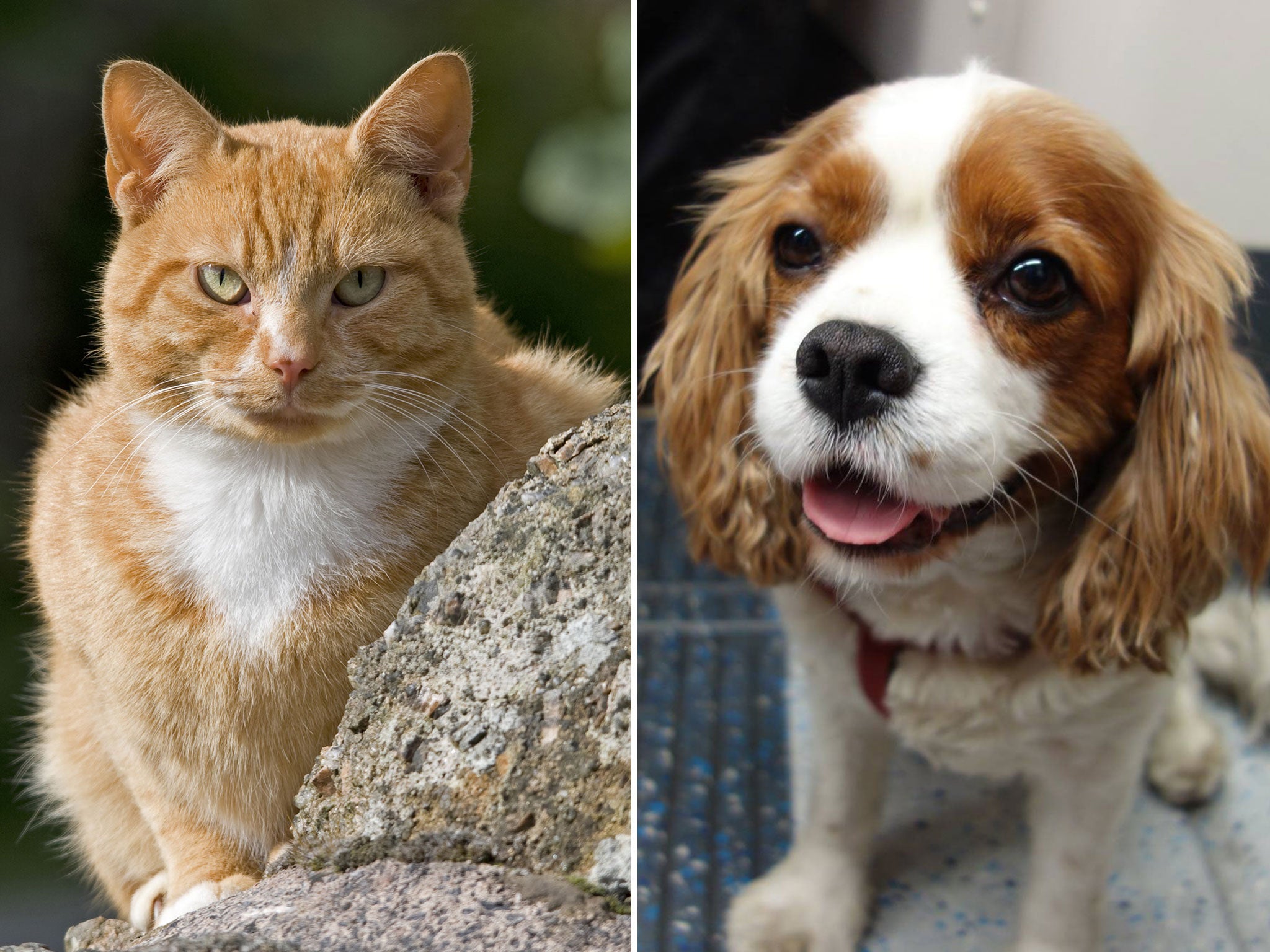 when were cats and dogs domesticated