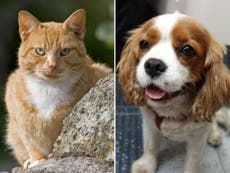 Scientists have finally proved who is better out of cats and dogs