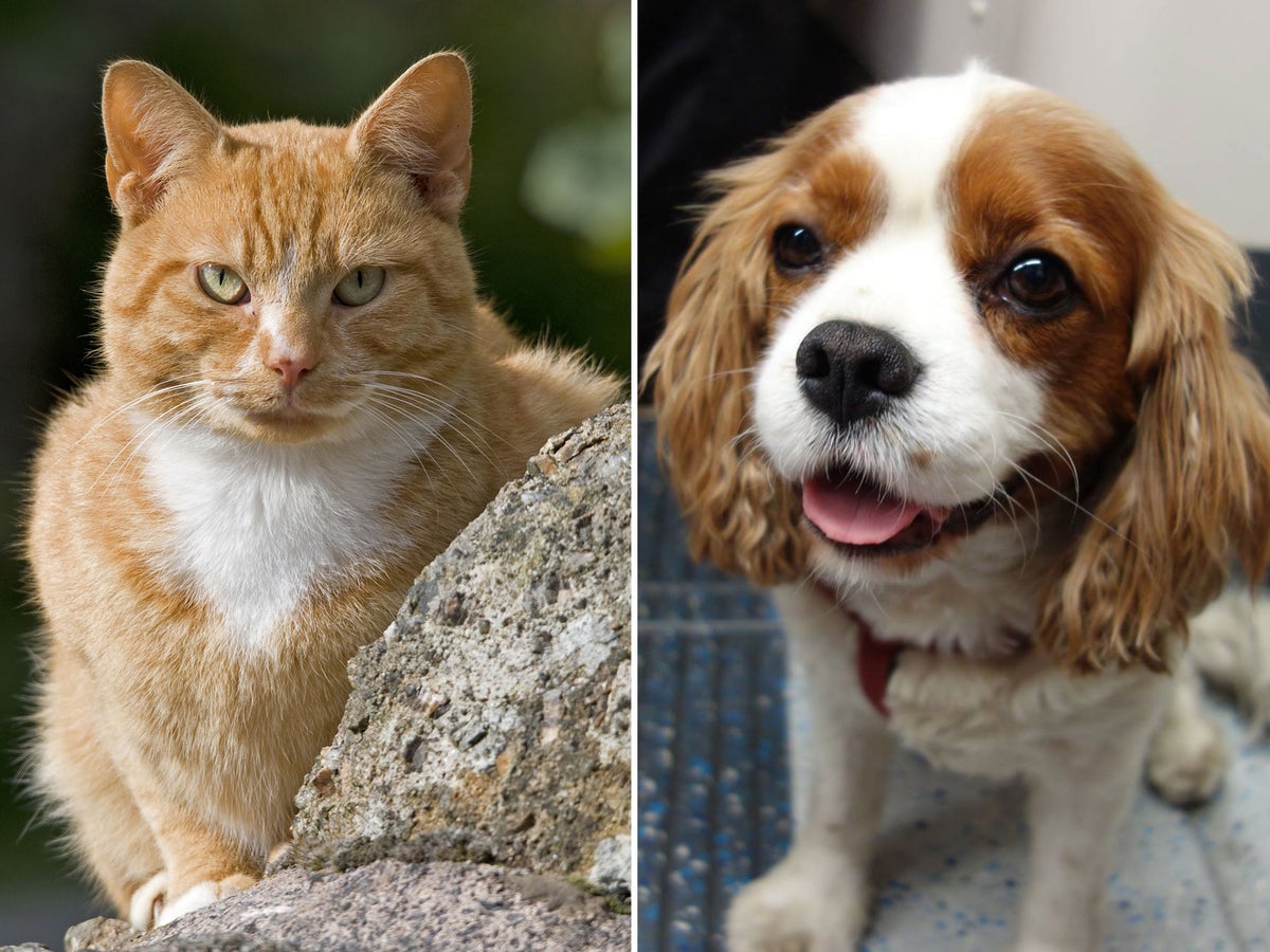 what dog breeds are best suited with cats uk