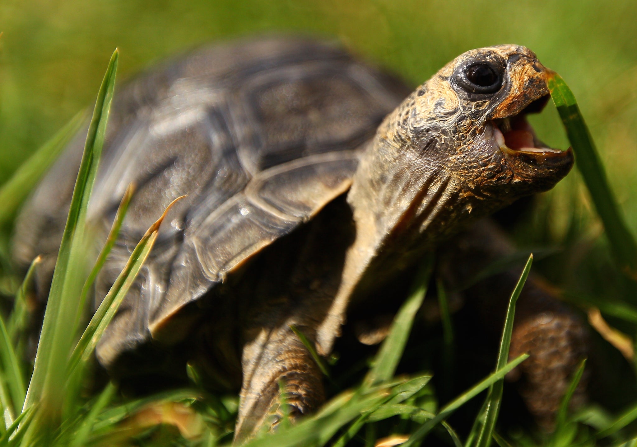 A one year old galapagos tortoise eats grass in Australia.