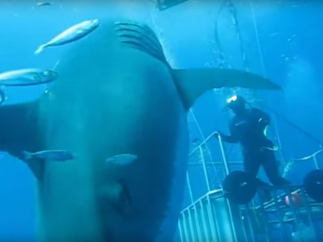 Deep Blue brushes past the shark cage, dwarfing the divers inside