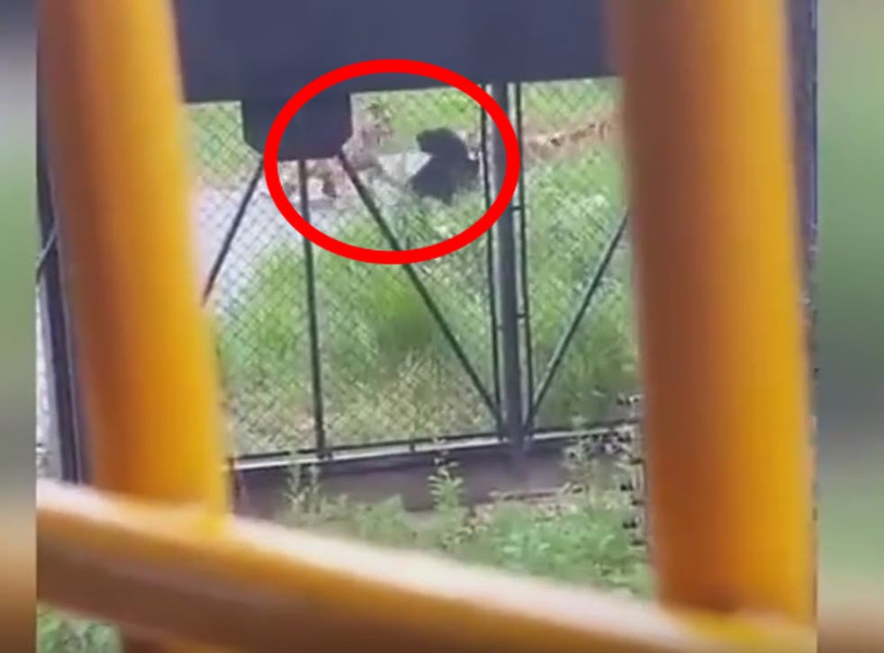 The moment a bear cub is attacked and killed by a group of tigers in a Chinese zoo