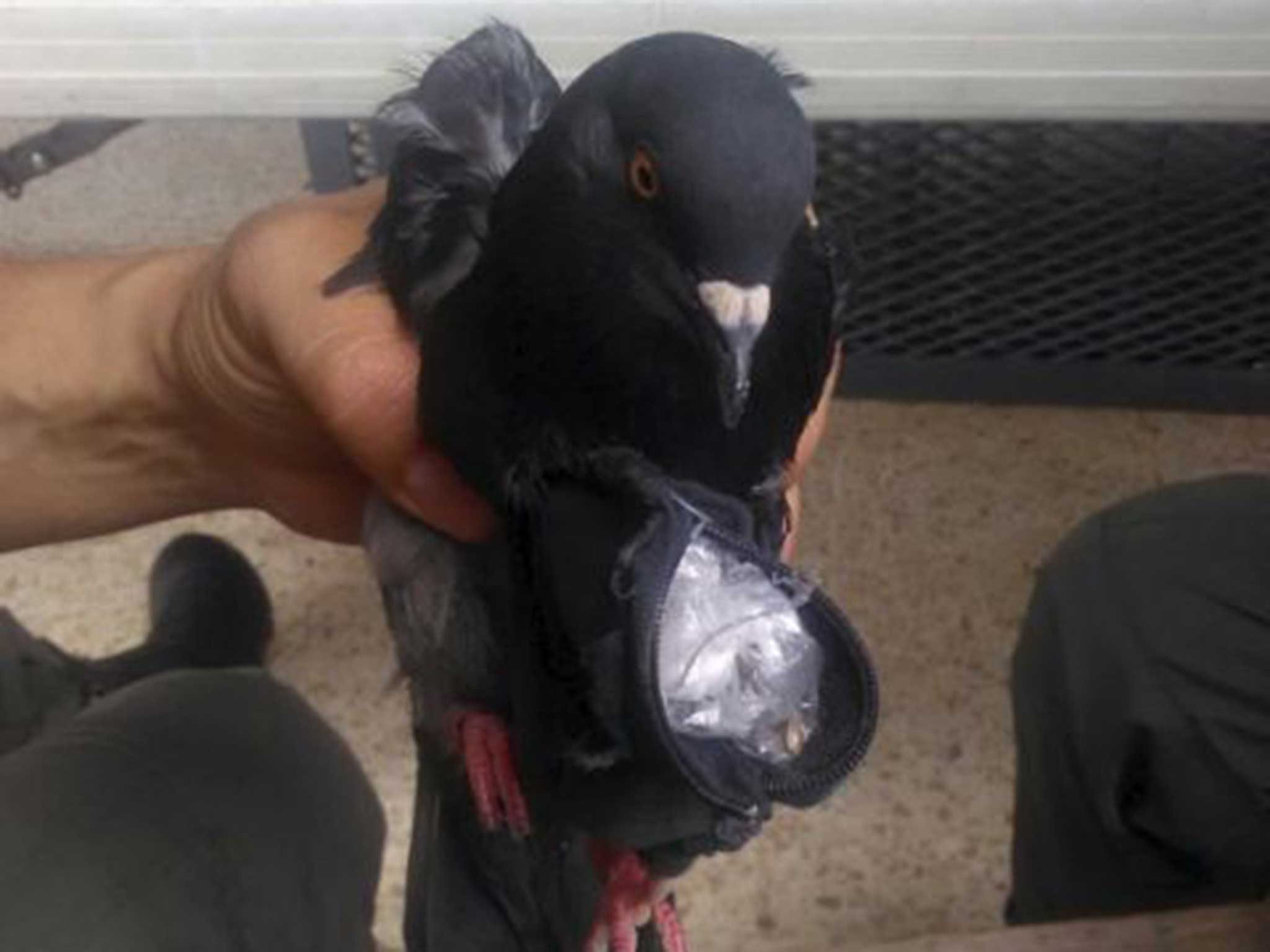 The pigeon in custody
