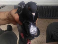 Pigeon stuffed with cocaine caught by guards as it tries to fly into