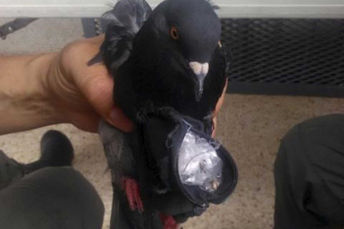 Pigeon stuffed with cocaine caught by guards as it tries to fly into ...