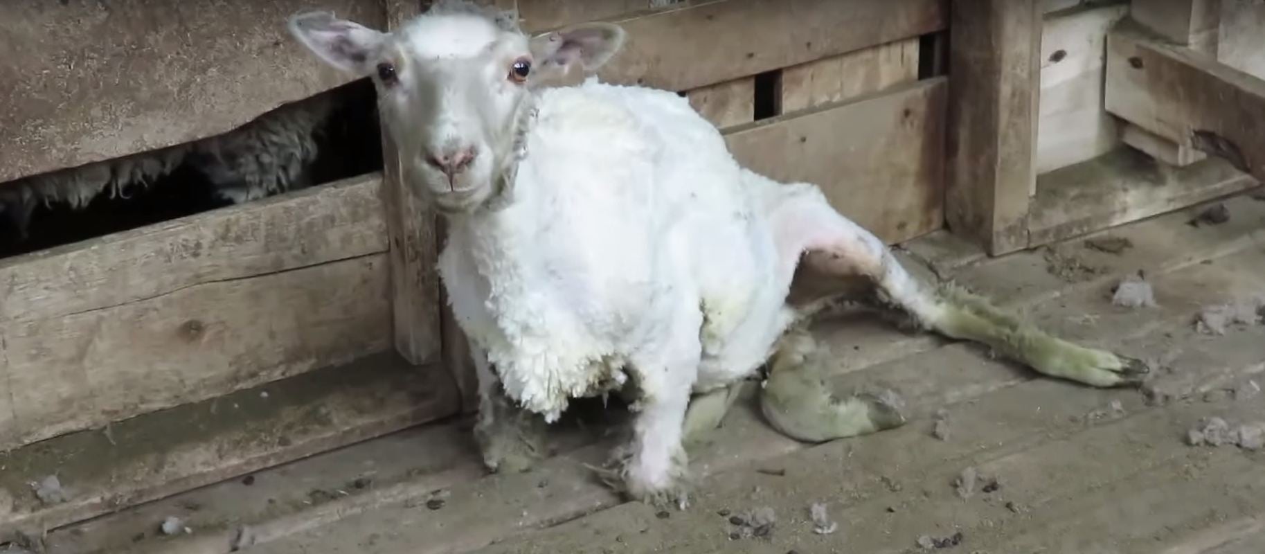 One of the sheep seen in the video