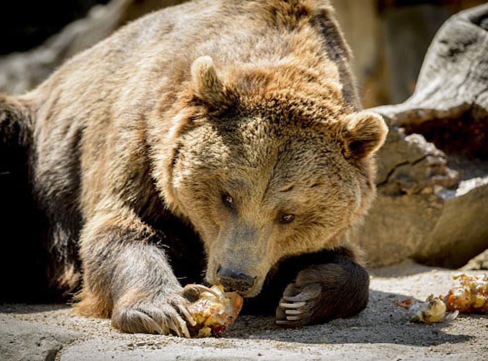 The grizzly bear was euthanised using sedatives as a bolt gun on Thursday