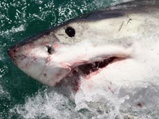 Great white shark 'swallows teacher' during diving session