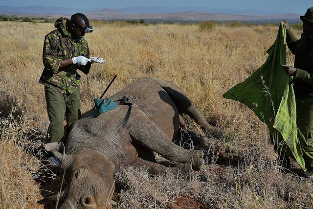 'Rhinos are worth 100 times more dead than they are alive'