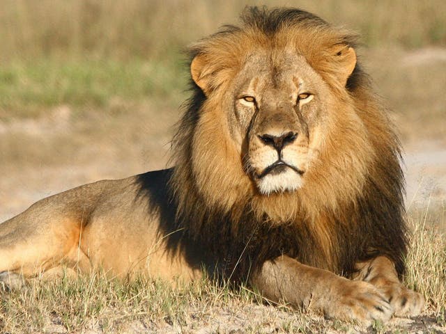 Cecil the lion was shot by a hunter last month (AP)