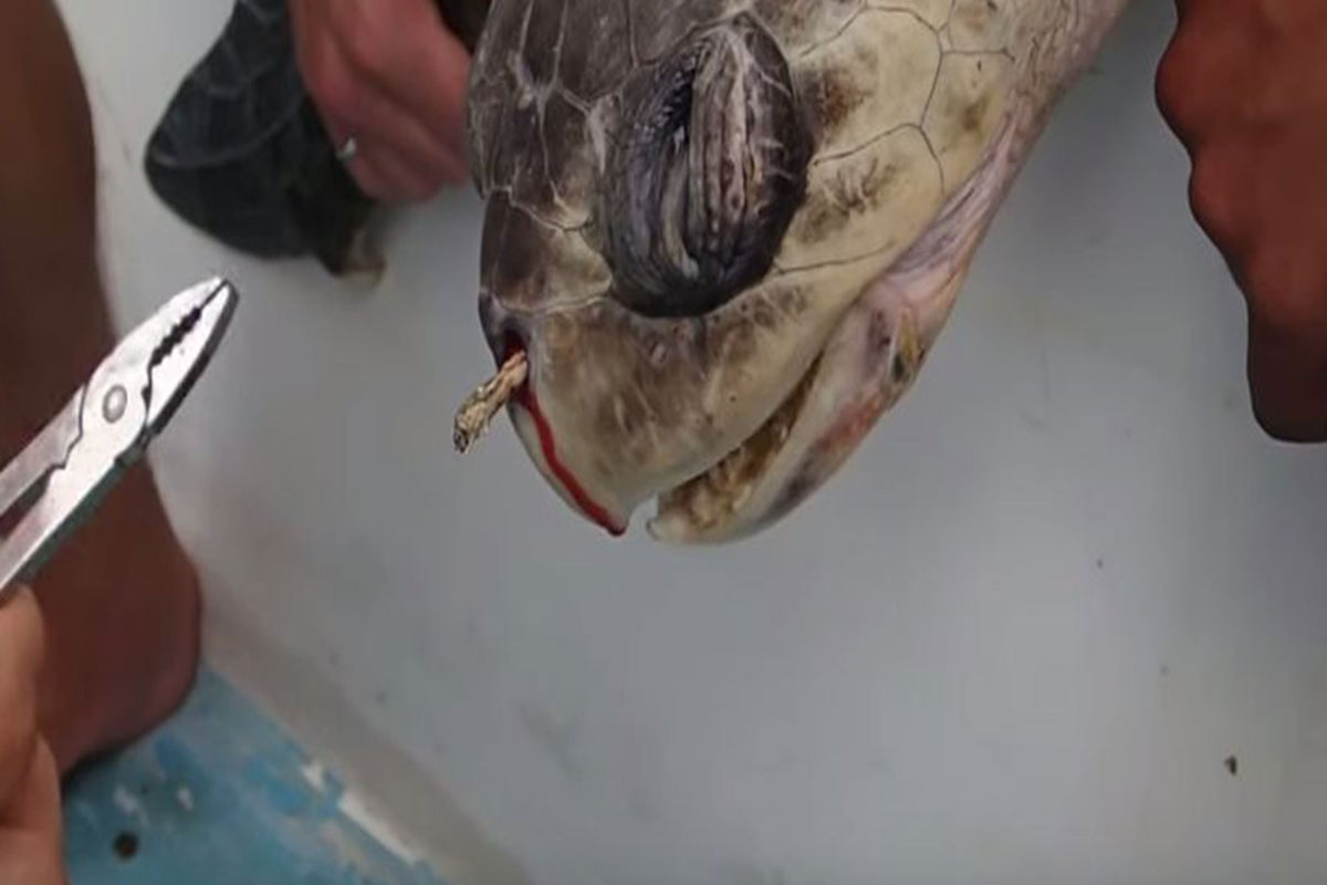 Sea turtle winces in pain as a straw is removed from its nose in video ...