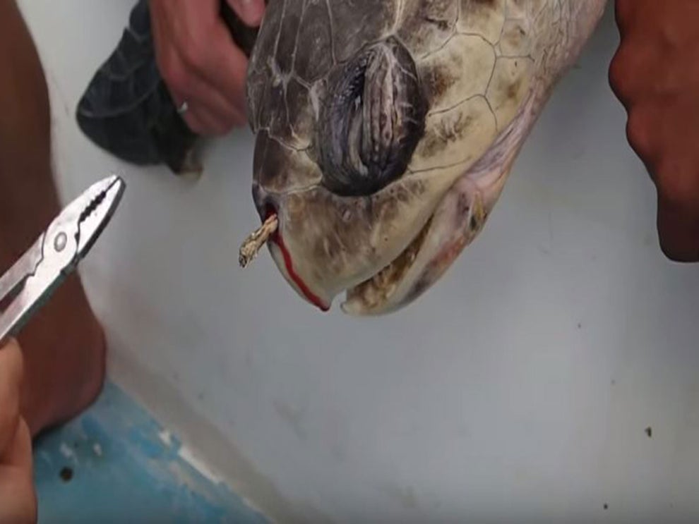 Sea turtle winces in pain as a straw is removed from its nose in video