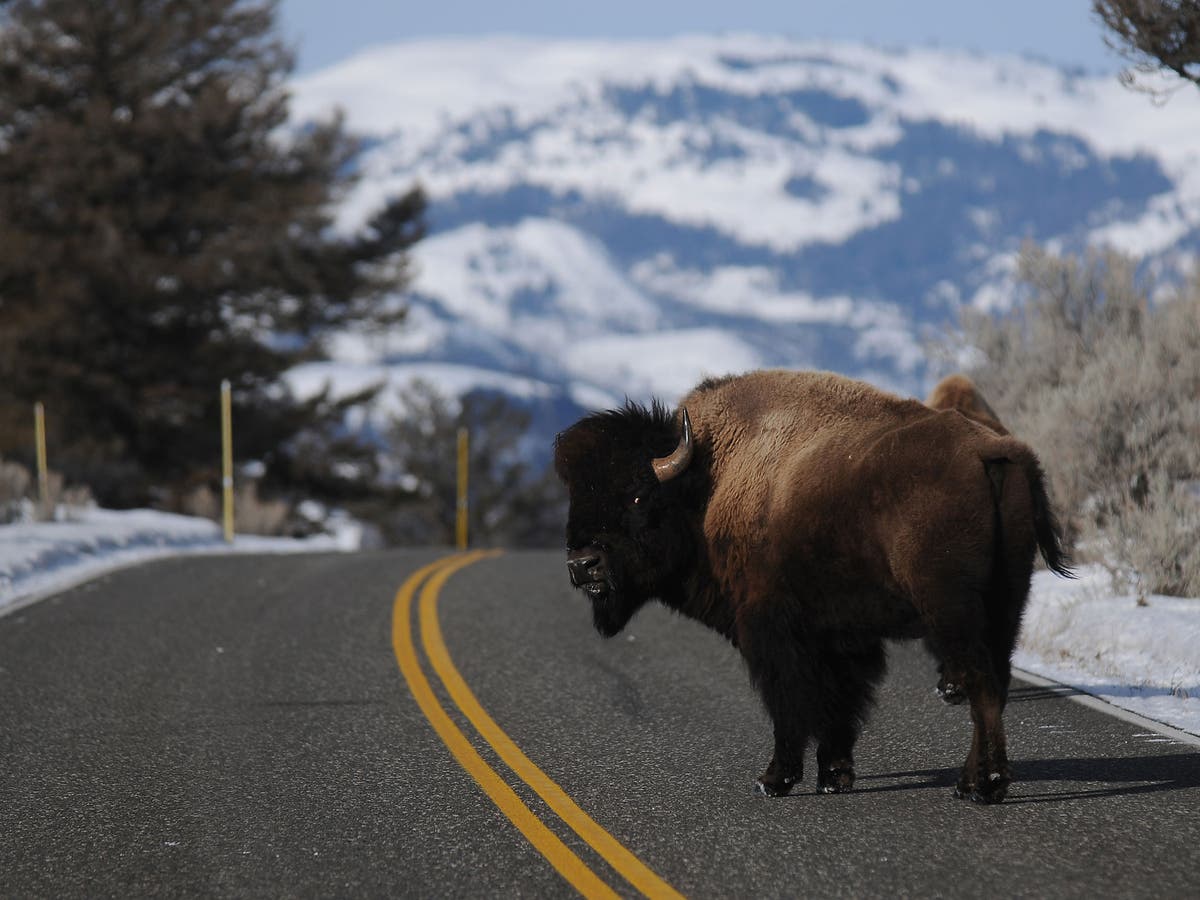 Bison in Yellowstone What can the US do with its surplus animals as