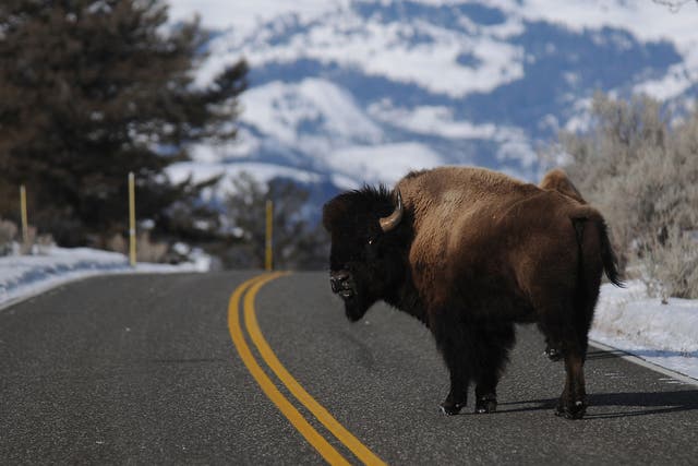 Beware: bison crossing in Yellowstone