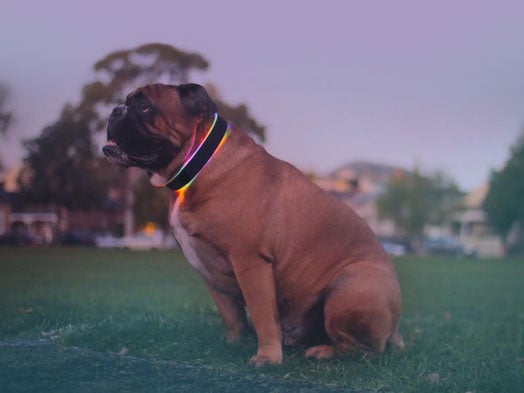 The team behind the Buddy collar are trying to raise money to produce it via crowdfunding