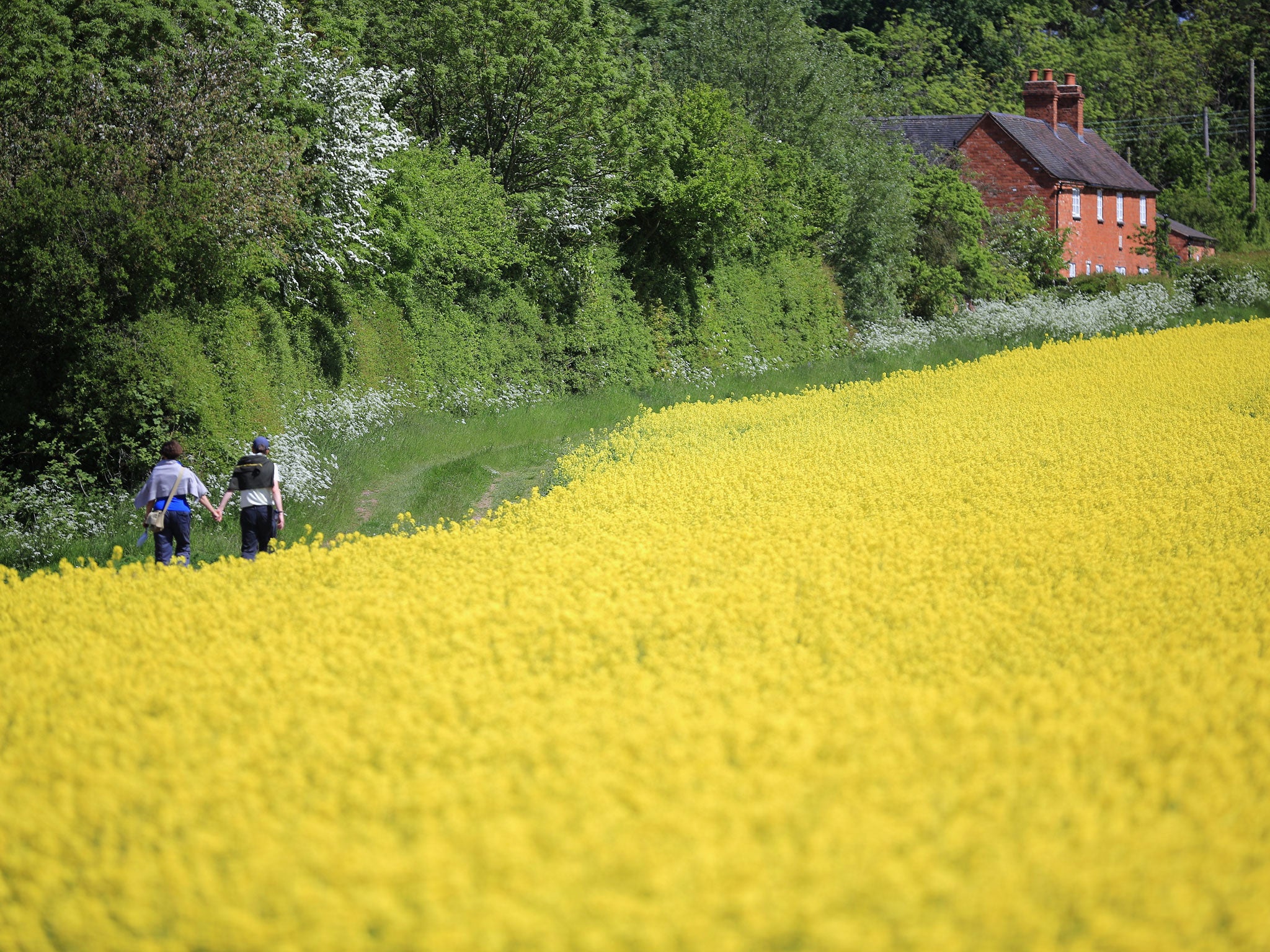 Rapeseed blooms in the sunshine, in a field close to the village of Brewood in Stafford