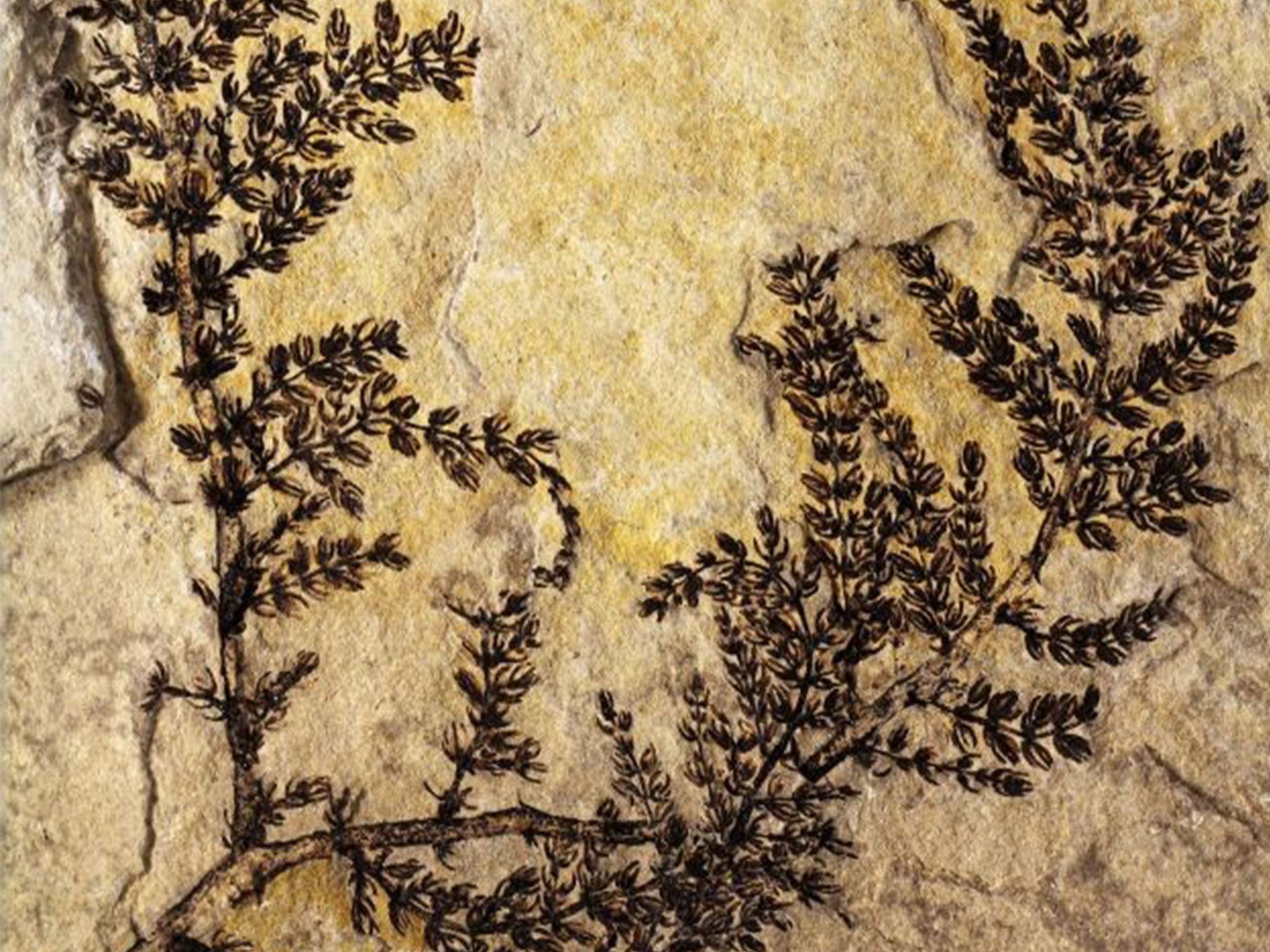 Montsechia vidalii, the world's oldest known "flower"