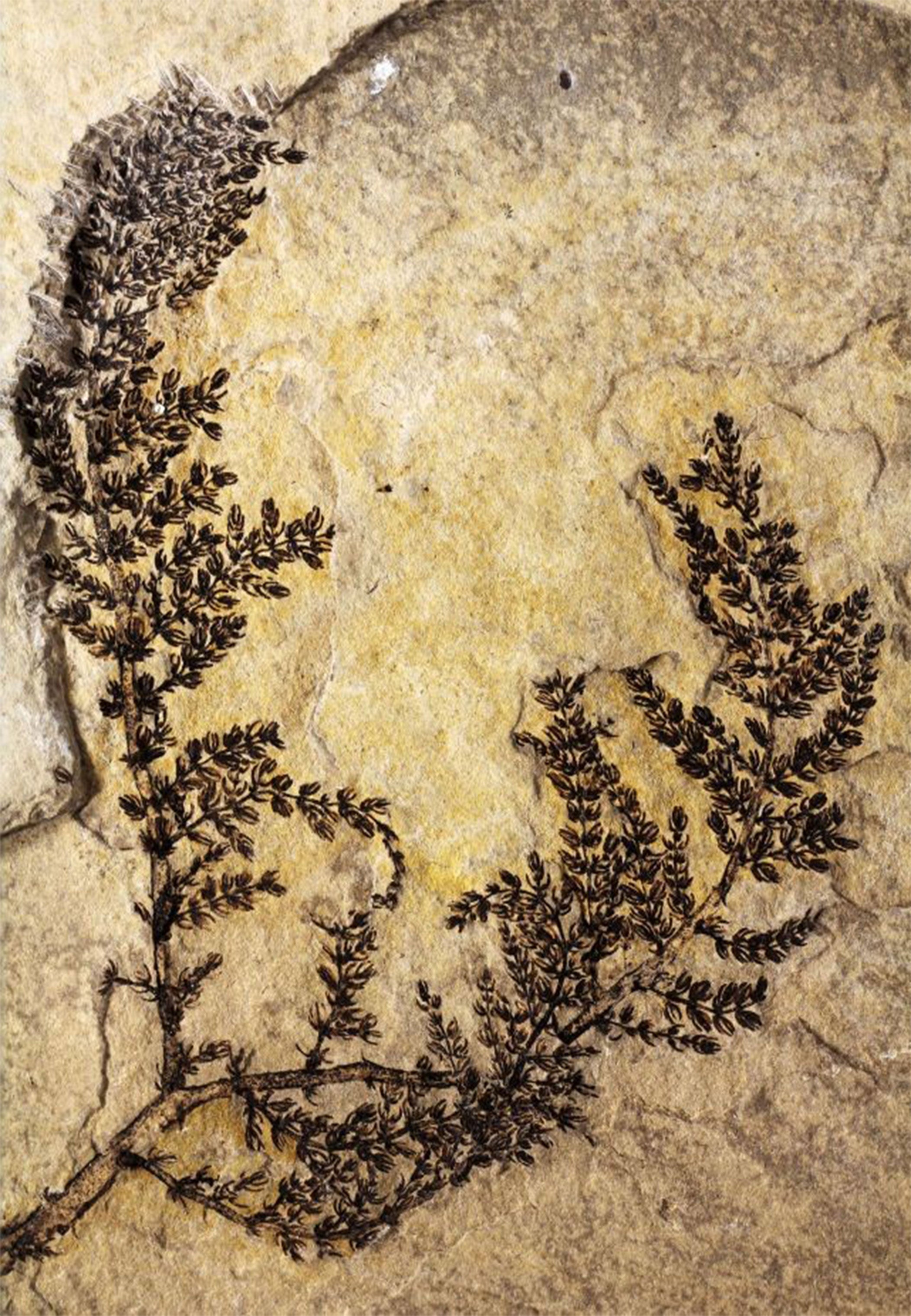 The plant had no petals and lived underwater more than 125 million years ago