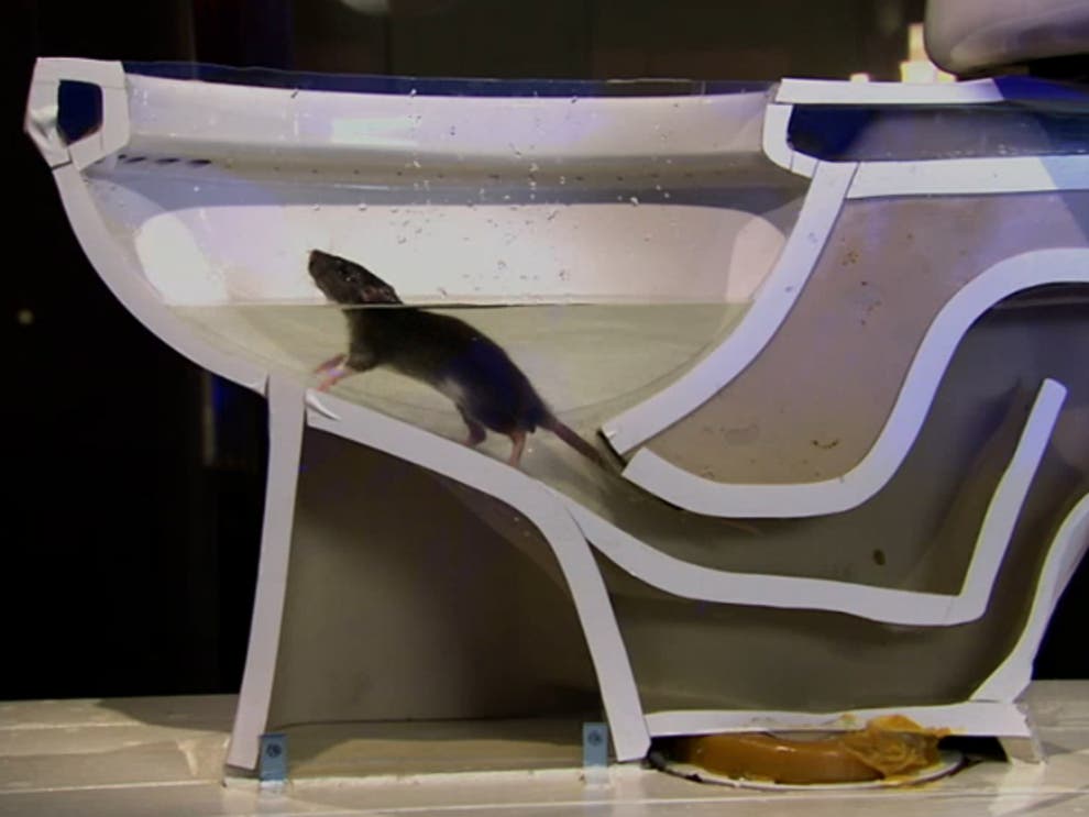 Watch how easy it is for a rat to climb through drain pipes and up into
