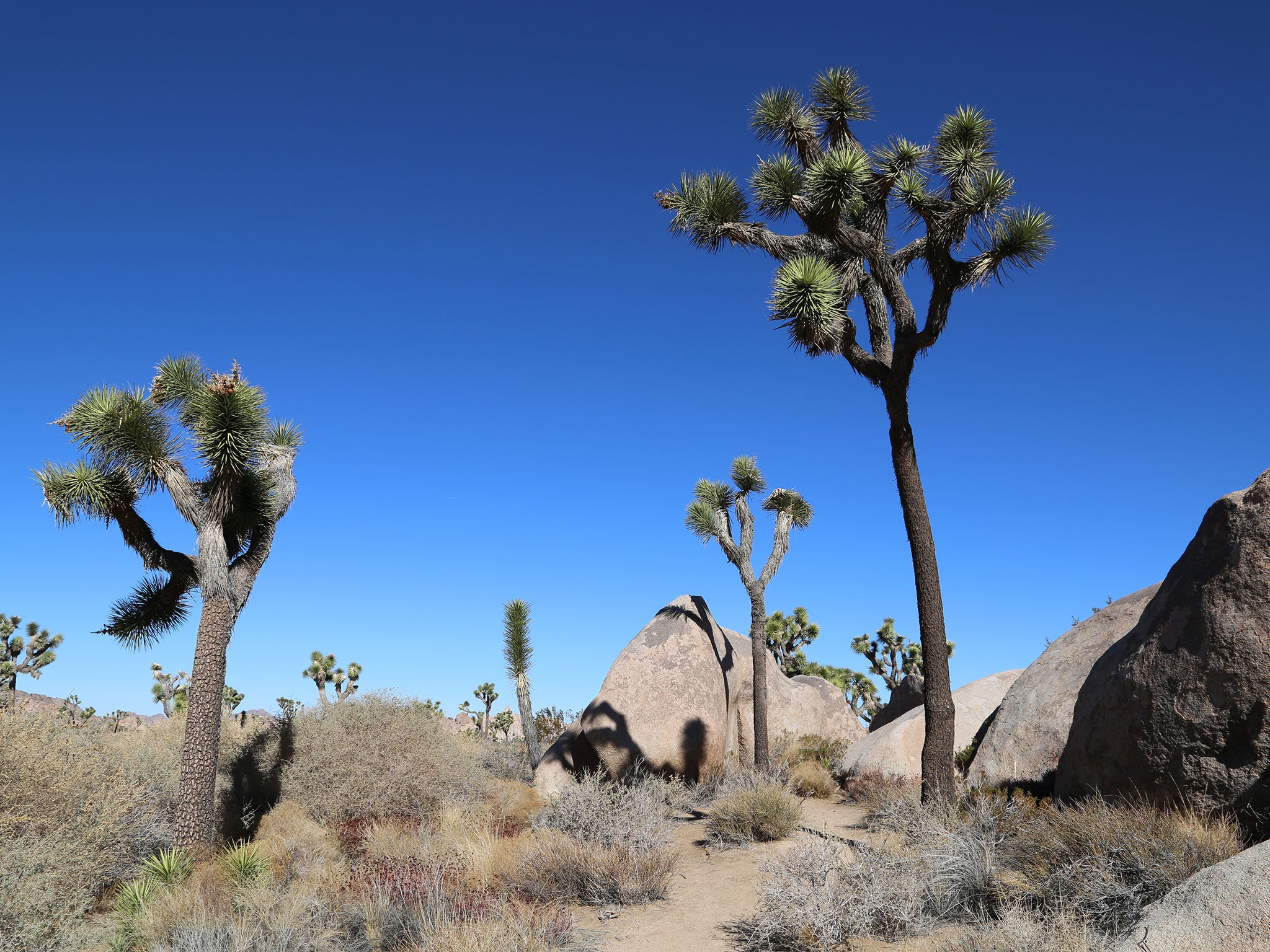 The eponymous Joshua trees in the national park