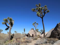 Joshua Tree: Branch out to explore California’s musical heritage