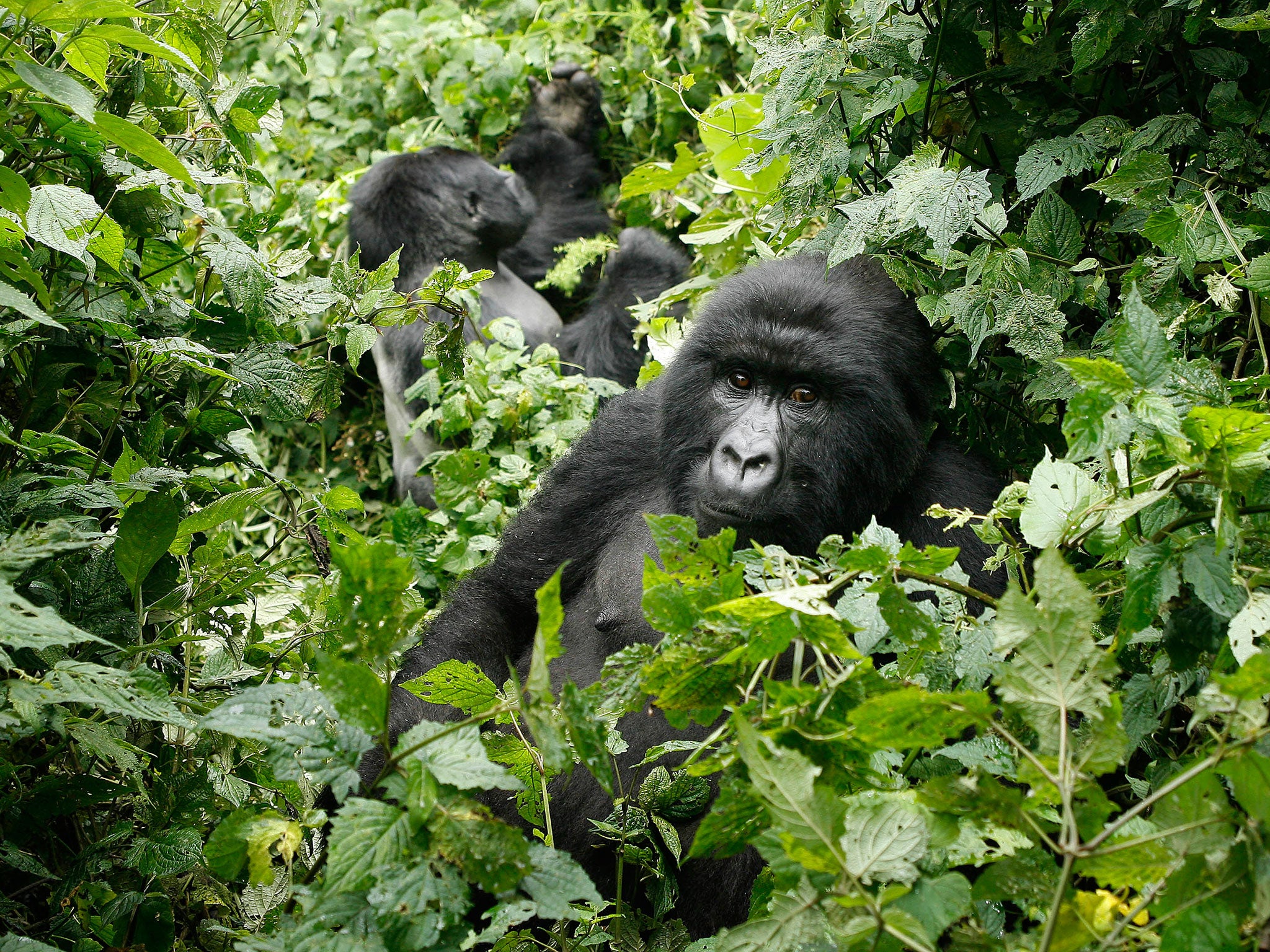Precious Primates: The gorillas of Uganda are a major draw